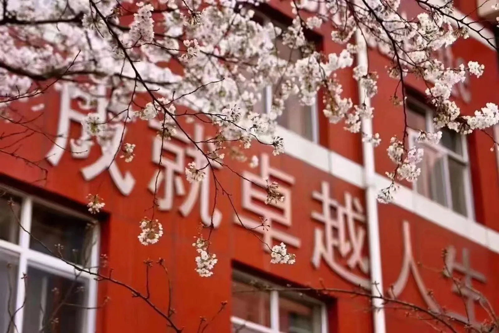 Arbre en fleurs pendant une année scolaire en Chine
