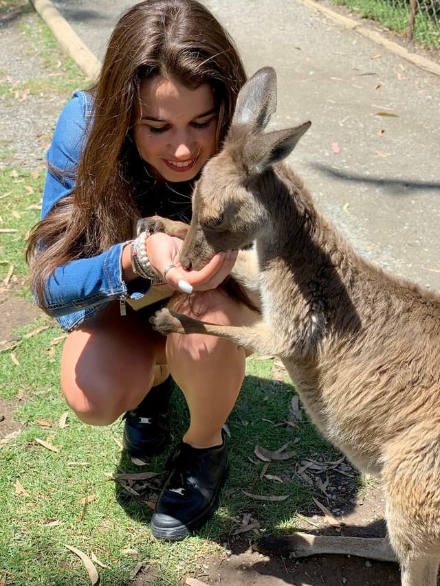 Séjours linguistiques à Sydney, élève caressant un kangourou pendant une excursion en Australie