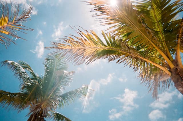Palmiers sous le soleil aux États-Unis, image associée au système scolaire americain et au cadre de vie lors d’un échange scolaire.