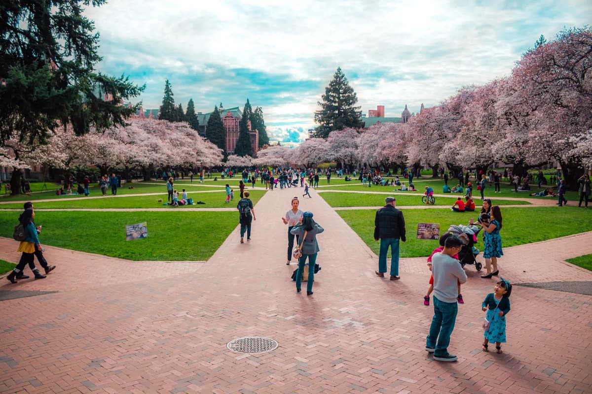 Des personnes se promènent dans un campus américain avec allées verdoyantes et cerisiers en fleurs, typique du système scolaire américain aux États-Unis.
