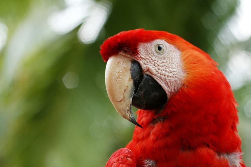 Ara rouge photographié de près dans un environnement naturel, illustrant la biodiversité qui entoure le système scolaire au Costa Rica.